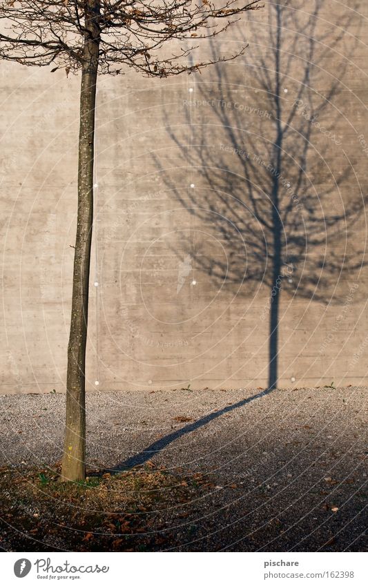 Der Schatten seiner selbst Natur Herbst Baum Stadt Beton Einsamkeit Vergänglichkeit Wand Baumstamm kahl pischare Silhouette