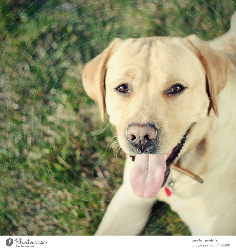 louis Freizeit & Hobby Tier Wiese Haustier Hund Labrador Retriever Golden Retriever Treue Natur Nase Zunge Schnauze beißen Spaziergang Halsband Säugetier bellen