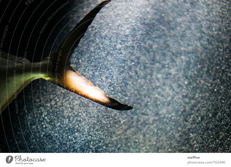 BIG FISH I Fisch Flosse Schwanzflosse Aquarium Licht Sonnenstrahlen Wasser Sauerstoff Blase beeindruckend Schwimmen & Baden