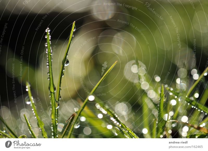 Sonnenregengras Natur Pflanze Gras Regen Wassertropfen Licht Erde Beleuchtung fruchtbar glänzend grün Wachstum Frühling Wiese Makroaufnahme Nahaufnahme