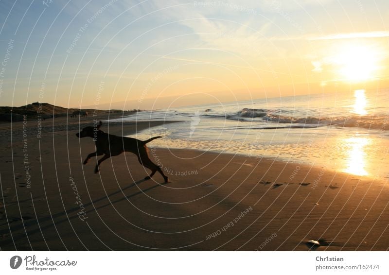 Strandläufer Sonnenuntergang Dänemark Sand Hund Sommer Viszla Vizsla Sundown Danmark