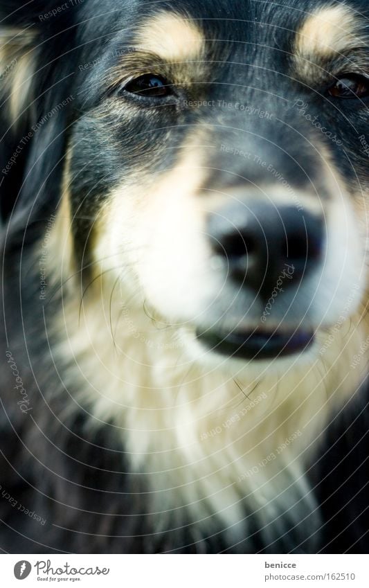 hundeblick Hund Husky Blick ernst Fell Tier Unschärfe intensiv Detailaufnahme Säugetier Haare & Frisuren Auge
