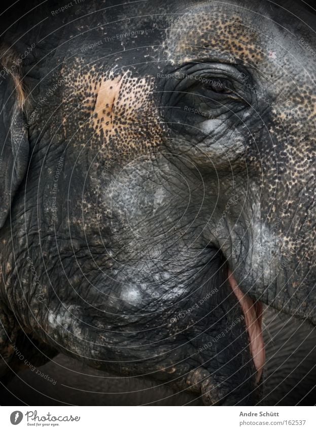 Rüsseltier Elefant alt Haut Hautfalten Auge grau Säugetier Dickhäuter