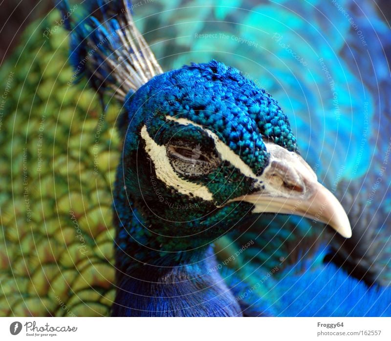 Osterküken Vogel Pfau blau Feder Flügel Hals Kopf zart weich Schnabel Auge Indien