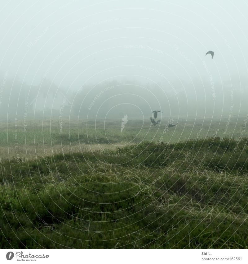 Dünenheide auf Hiddensee Nebel Krähe Heidekrautgewächse Windstille Insel Vogel Haus fliegen flüchten Frieden