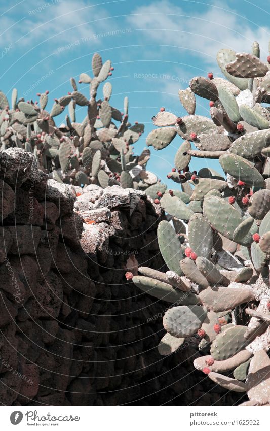 Autsch I ästhetisch Kakteenblüte Kaktus Kaktusfeld Kaktusfeige Mauer mediterran Spanien stachelig abwehrend Defensive Abwehrformation Dorn Stein Sommer