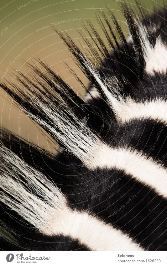 Punk Ferien & Urlaub & Reisen Tourismus Safari Expedition Umwelt Natur Tier Wildtier Fell Zebra Zebrastreifen 1 nah natürlich Südafrika Farbfoto Außenaufnahme