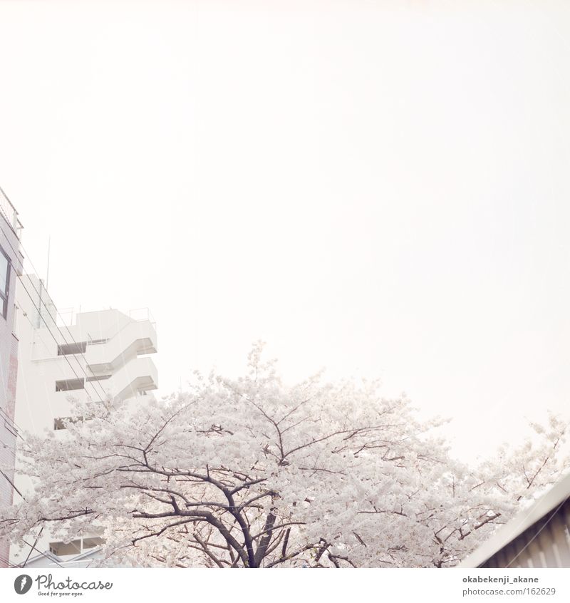 Sakura #1 Quadrat Filmindustrie Luft Tokyo Japan Stimmungsbild weiß rosa Kirschblüten Schererei locker