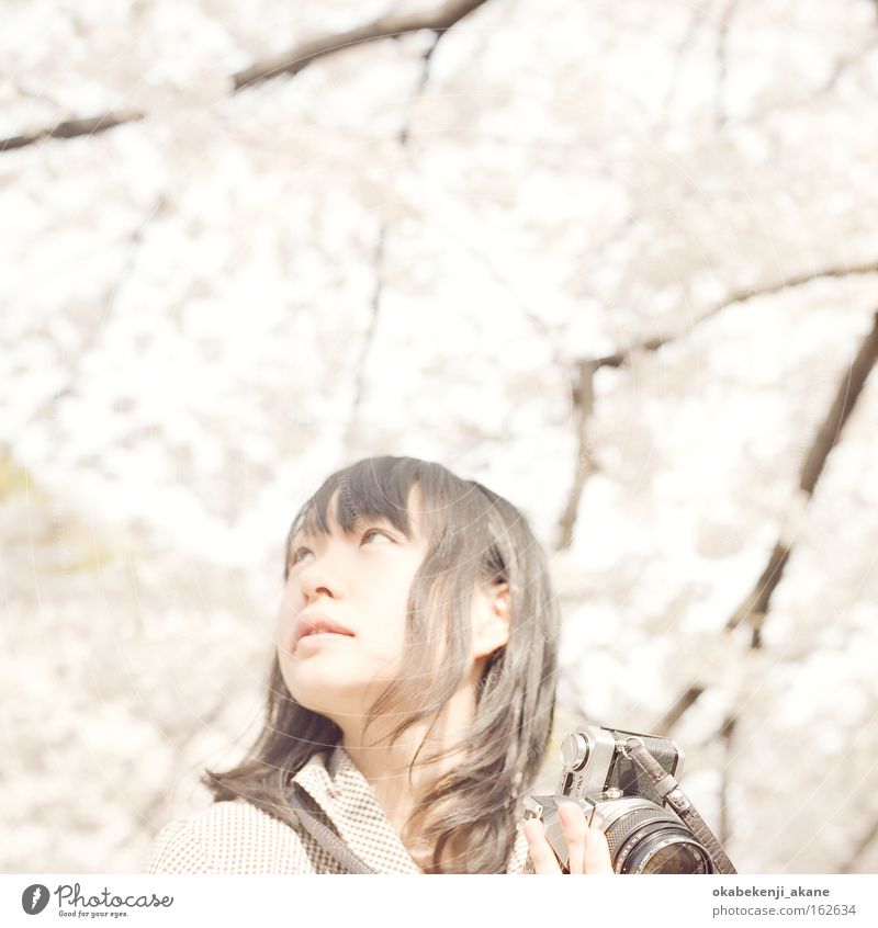Sakura #5 Tokyo Schererei Quadrat Filmindustrie Licht Luft Japan Stimmungsbild locker weiß rosa Kirschblüten Blume