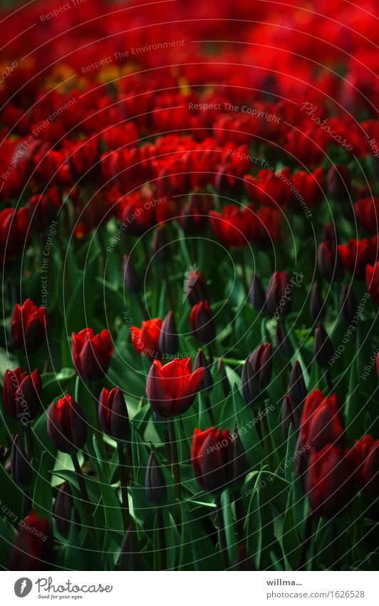 Tulpenfeld Frühling grün rot Natur Pflanze Tulpenknospe Tulpenblüte tiefrot Blume blühend
