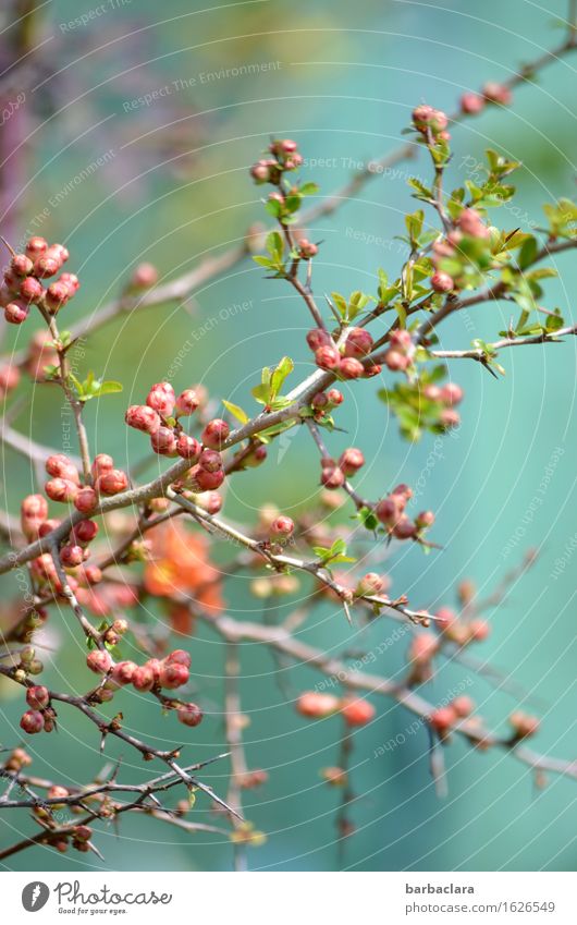 Zukunftsmusik l Frühlingsonate Natur Pflanze Sträucher Blüte Scheinquitte Blütenknospen Garten Blühend exotisch rosa türkis Stimmung Frühlingsgefühle Vorfreude