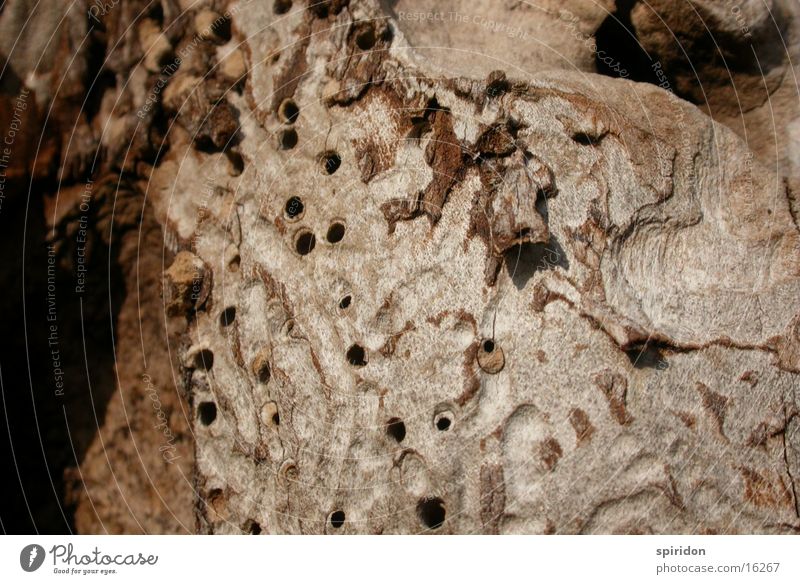 Termitenwerk Holz Baum Baumrinde Loch