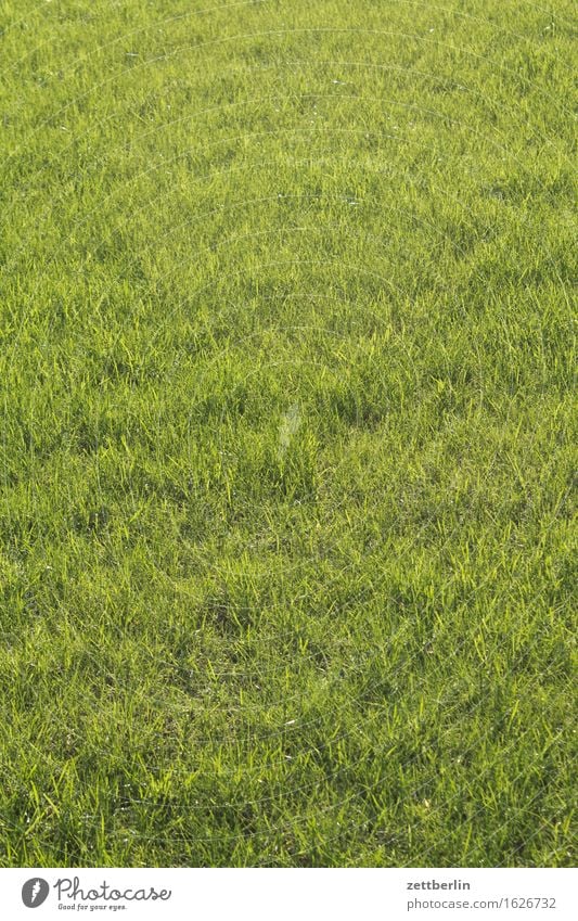 Simply Green Gras Rasen Sportrasen Wiese grün Vorstadt Vorgarten Garten rasenmähen Rasenmäher Haarschnitt Durchschnitt Hintergrundbild Strukturen & Formen Weide