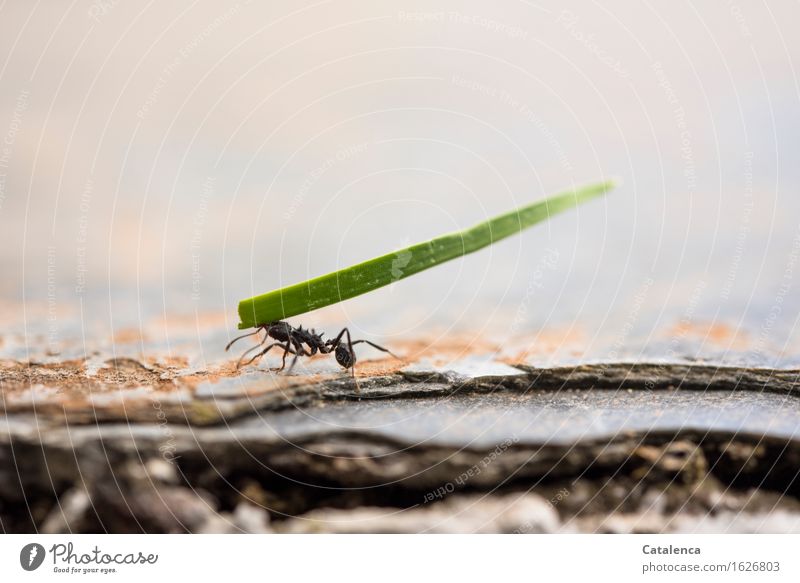 Anschaffen, Ameise transportiet einen Grashalm Natur Pflanze Tier Garten Wildtier Insekt 1 Arbeit & Erwerbstätigkeit rennen Fressen krabbeln tragen
