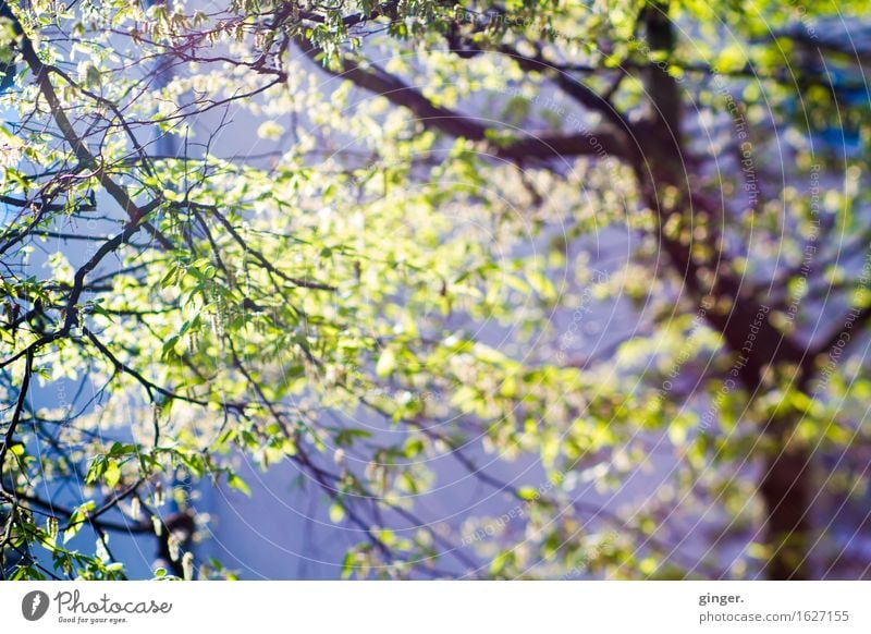 UT Köln | Kalk | der frühling zieht ein. Natur Pflanze Sonnenlicht Frühling Wetter Schönes Wetter Baum Blatt Grünpflanze braun grün violett Ast flirrend