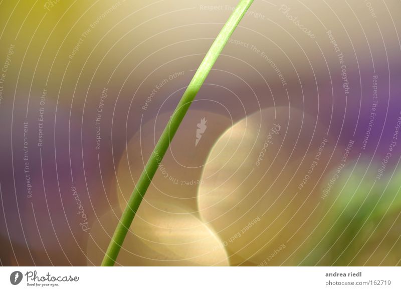 durch die Mitte Natur Pflanze heiter grün violett Pastellton Phantasie mehrfarbig hell zart abstrakt Erholung Freude Kunst Kunsthandwerk mittrndrin