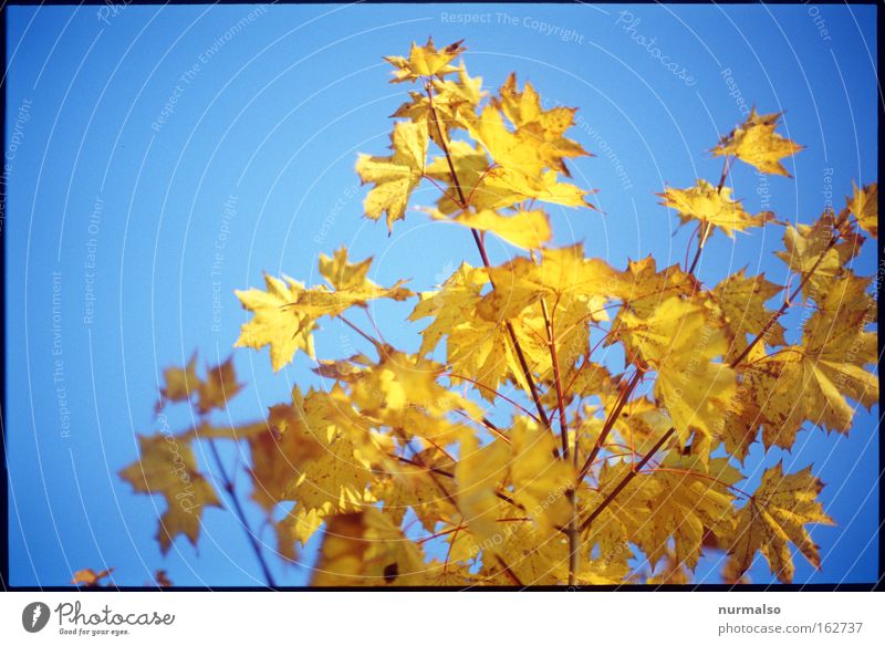 Antifrühling Herbst Blatt Färbung gold leuchten intensiv Baum Sträucher Delikt verrotten Indian Summer Ast Erinnerung Vergangenheit Gefühle Himmelsblau