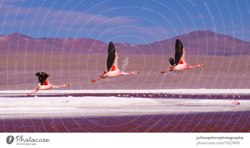 Flamingos, die über Laguna Colorada, Bolivien fliegen Stil Ferien & Urlaub & Reisen Tourismus Berge u. Gebirge Menschengruppe Natur Landschaft Tier Park Vulkan