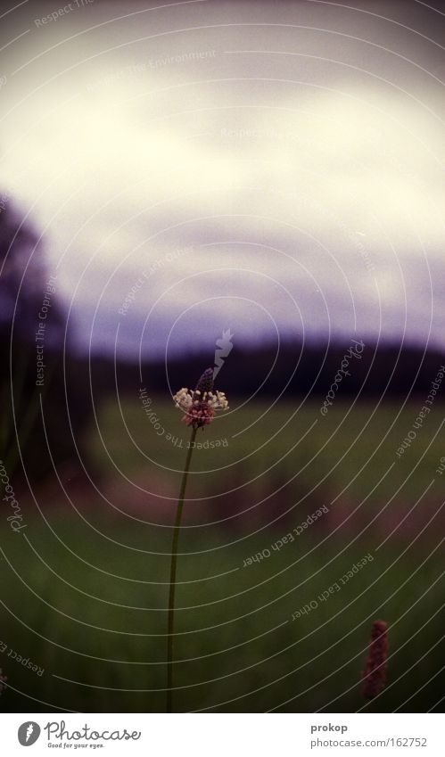 Regenmacherin Farbfoto Außenaufnahme Nahaufnahme Menschenleer Textfreiraum oben Tag Sonnenlicht Schwache Tiefenschärfe Totale Ferne Sommer Pflanze Himmel Wolken