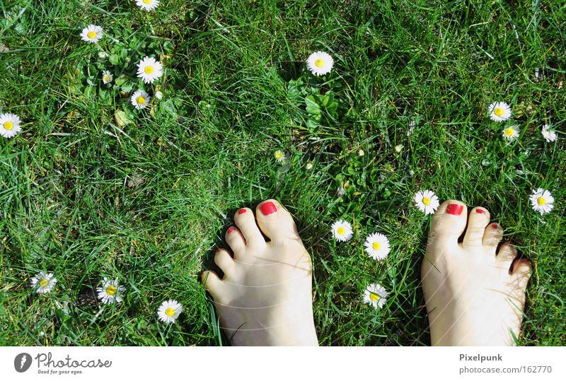 Gänsefüßchen Gras Gänseblümchen Frühling rot grün weiß Zehen Lack Barfuß Gefühle 10 Sommer Freude Fuß Kitzel liegen