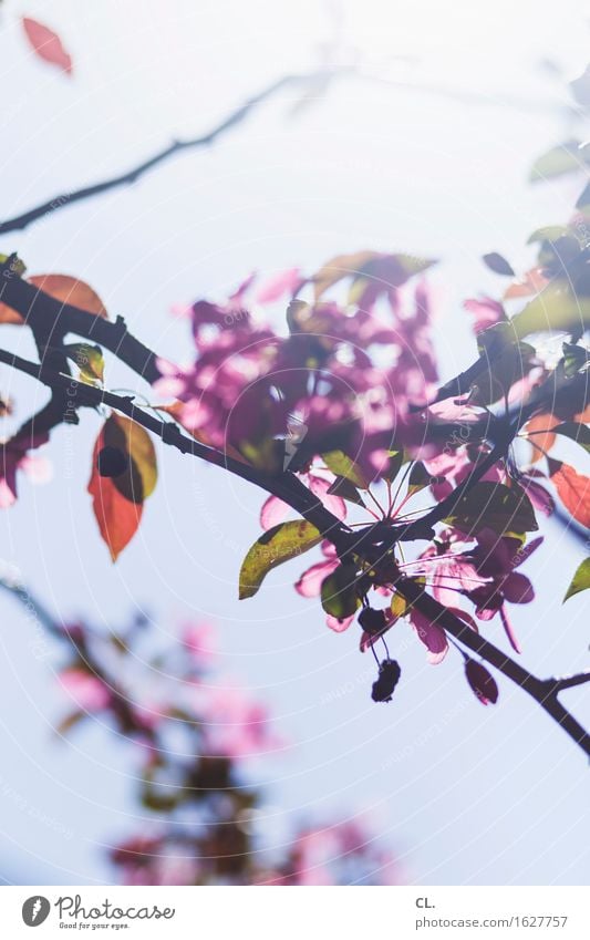 mai Umwelt Natur Himmel Frühling Sommer Wetter Schönes Wetter Baum Blatt Park hell Farbfoto Außenaufnahme Menschenleer Textfreiraum oben Textfreiraum unten Tag
