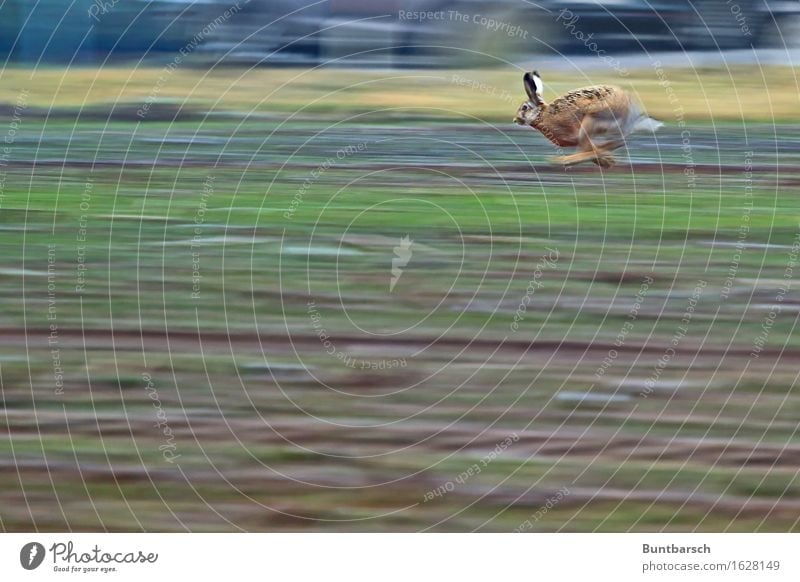 Lauf Forrest! Umwelt Natur Landschaft Tier Erde Feld Wildtier Fell Pfote Hase & Kaninchen Säugetier Nagetiere 1 laufen rennen Geschwindigkeit sportlich braun