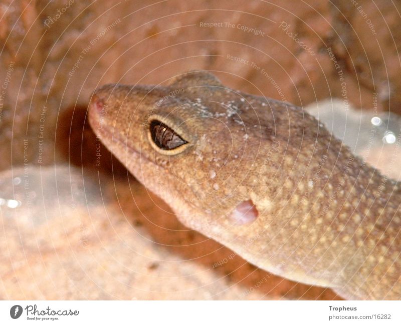 Cleo 2 Gecko Terrarium Silhouette Leopardgecko Klettern Profil Auge