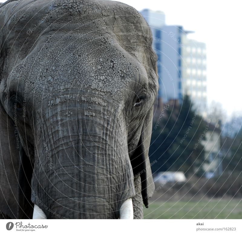 Osterhase Tier Elefant Wachsamkeit Kontrolle Vorsicht Blick Nahrungssuche klug Verkehr Wiese Rüssel Stoßzähne Vertrauen Macht Säugetier Haus akai