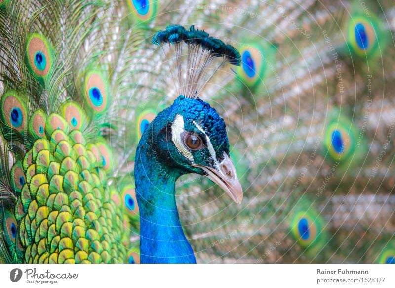 ein Rad schlagender Pfau Tier Haustier ästhetisch schön blau Natur Farbfoto Außenaufnahme Nahaufnahme Tag