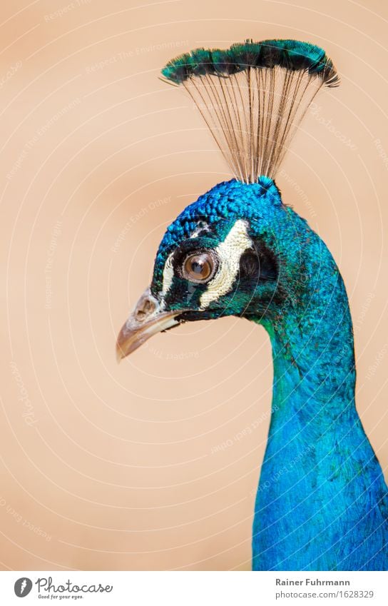 Porträt von einem Blauen Pfau Umwelt Natur Tier Park Haustier 1 schön blau "Porträt Indischer Pfau Krone Schönheit elegant edel" Farbfoto Außenaufnahme