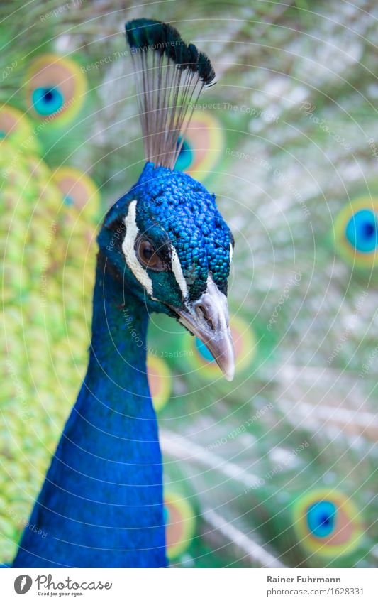 Porträt von einem Blauen Pfau Natur Park Tier "Pfau Blauer Pfau Asiatischer Pfau" 1 Blick ästhetisch schön Tierliebe Reinheit "Porträt Tierporträt" Farbfoto