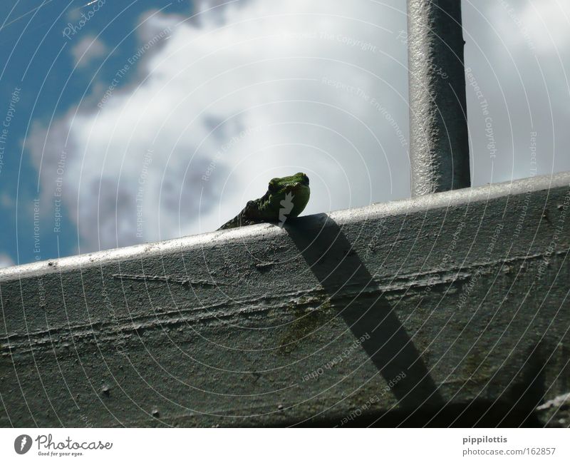 Neugierige Echse in den Tropen Blauer Himmel Echsen Wolken grün Metall Brückengeländer Tier Urwald La Réunion Indischer Ozean Geschwindigkeit Vergänglichkeit