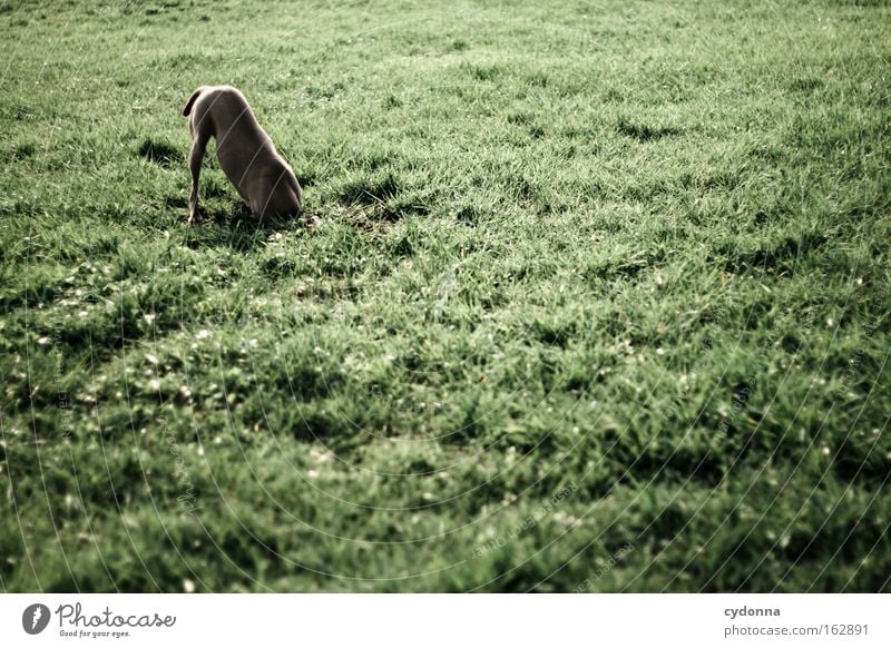 [DD|Apr|09] Verdeckte Ermittlungen Wiese Hund Tier Gras Frühling Suche Graben kopflos Intuition Nase Geruch Kraft finden entdecken Säugetier Zufriedenheit