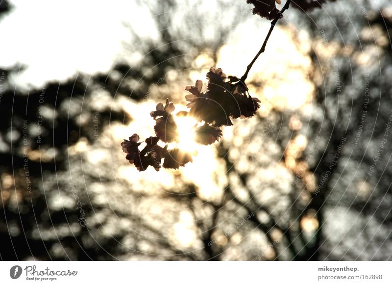 Kirschblüte Kirsche Sonne Sonnenuntergang Kirschblüten Schatten Blüte Frühling