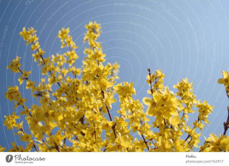 Der Frühling ist da! Farbfoto Außenaufnahme Tag Kontrast Sonnenlicht Natur Pflanze Himmel Wolkenloser Himmel Schönes Wetter Sträucher Blüte blau gelb Glück