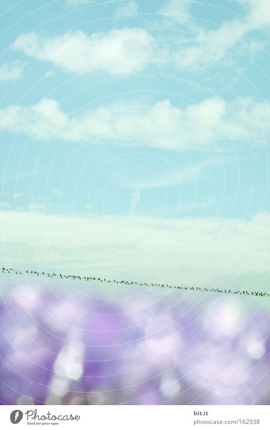 OSTEREIFARBEN-HIMMEL Umwelt Natur Luft Wassertropfen Himmel Wolken Horizont Frühling Sommer Klima Schönes Wetter Vogel Kitsch Krimskrams Sammlung glänzend