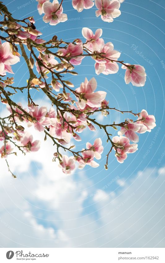 Magnolia Frühling Blüte Magnoliengewächse Magnolienblüte Wärme schön rosa blau Wetter Ast Gartenbau Landschaft Hintergrundbild frisch Frühjahrsgruß