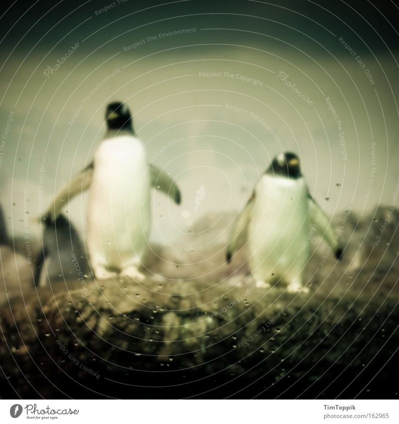 Check complete Pinguin Zoo Tiergarten Kaiserpinguine Suche Team Flosse Säugetier Antarktis umgucken