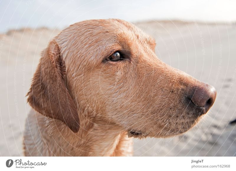 sensitive Hund Strand Ameland Insel Labrador Blick sensibel intensiv Geistesabwesend träumen wach Säugetier Freude Küste Denken sehnsuchtsvoll fast menschlich