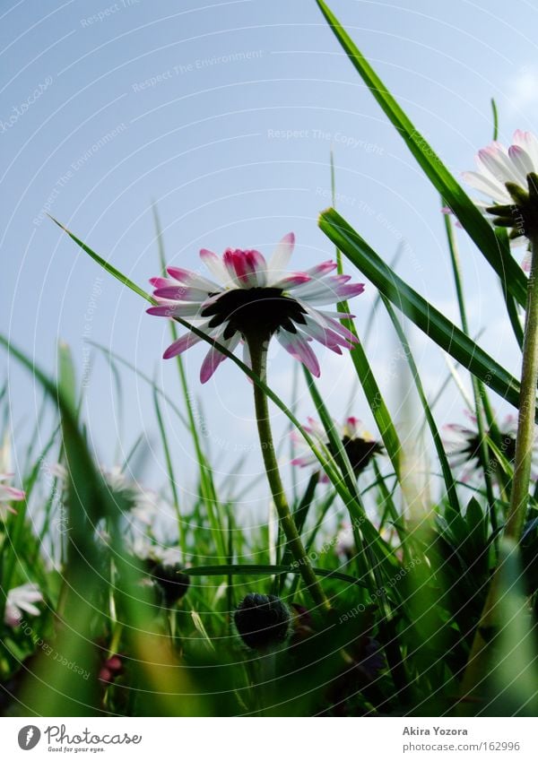 [Harusaki|DD] Wenn ich groß bin... Farbfoto Außenaufnahme Nahaufnahme Makroaufnahme Menschenleer Tag Froschperspektive Natur Himmel Frühling Gras Wiese blau