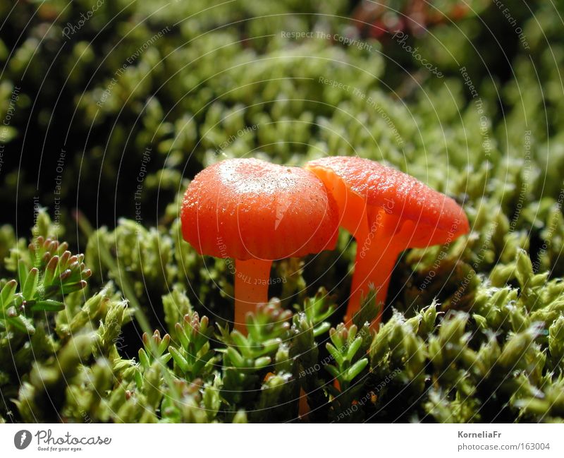 Leuchtende Pilze Pflanze grün orange Makroaufnahme Nahaufnahme Moospolster leuchten