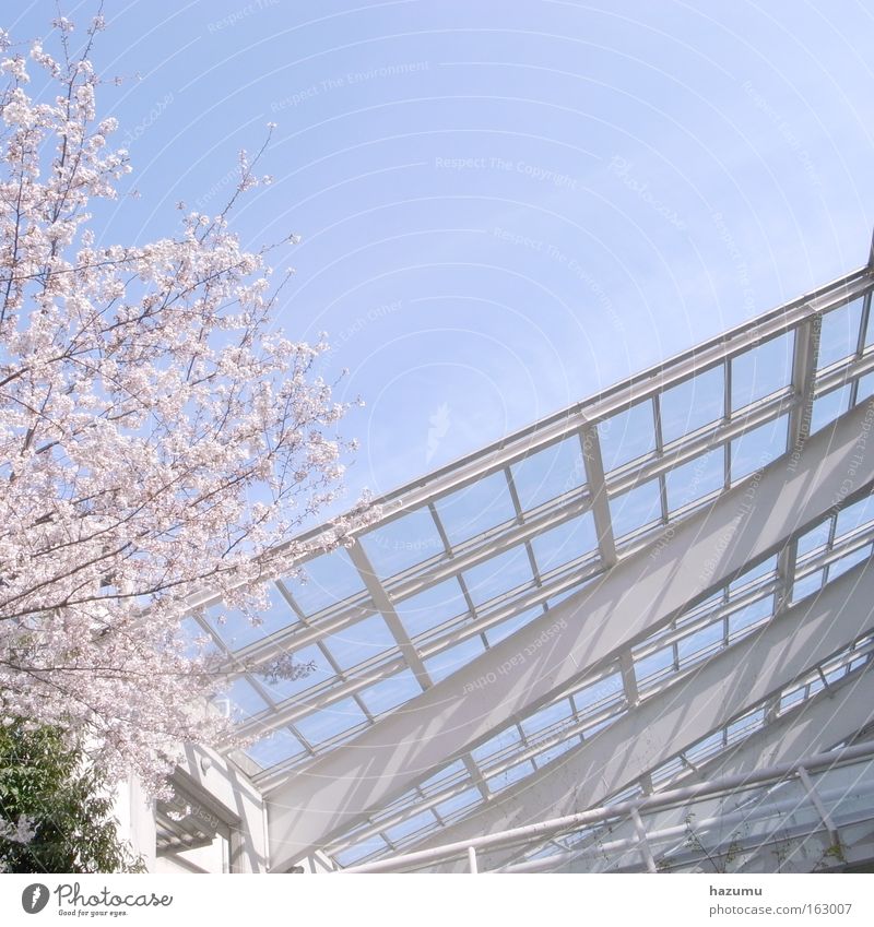 Kirschblüten #1 Japan blau Frühling rosa Himmel Sakura Ein Kirschenbaum In Frühling