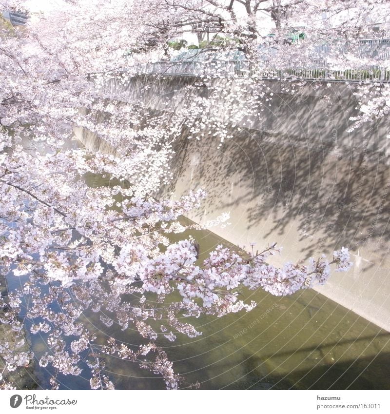Kirschblüten #4 weiß rosa Frühling Fluss Japan Tokyo Bach In Frühling