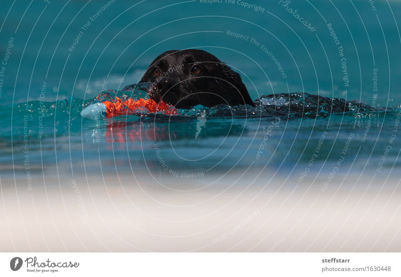 Schwarzer Labrador Retriever schwimmt sportlich Ferien & Urlaub & Reisen Schwimmen & Baden Wasser Sommer Tier Haustier Hund 1 blau orange rot schwarz Treue