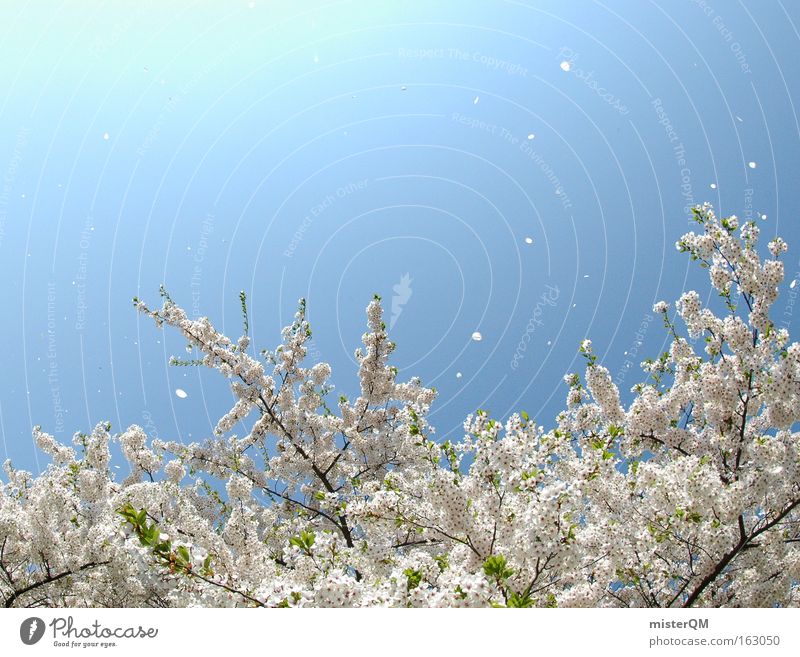 Wenn Kirschen Tanzen. Kirschblüten Blühend Natur Ausflug Frühling Japan Japanisch Himmel blau fliegen Luftverkehr Ferien & Urlaub & Reisen Reisefotografie Wind