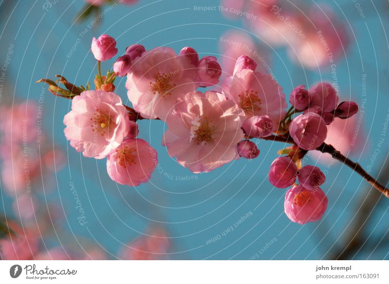 bienchen und blümchen Blüte prächtig Frühling rosa rot Blume Blütenknospen Leben Park schön