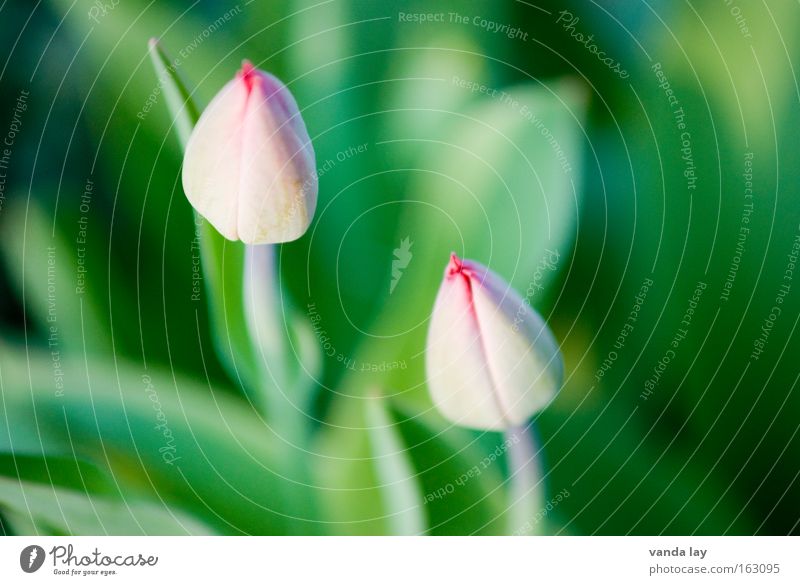 In den Startlöchern Blume Frühling Tulpe Wachstum Blüte Frühlingsblume Niederlande rosa 2 Makroaufnahme Pflanze Muttertag Natur Nahaufnahme paarweise