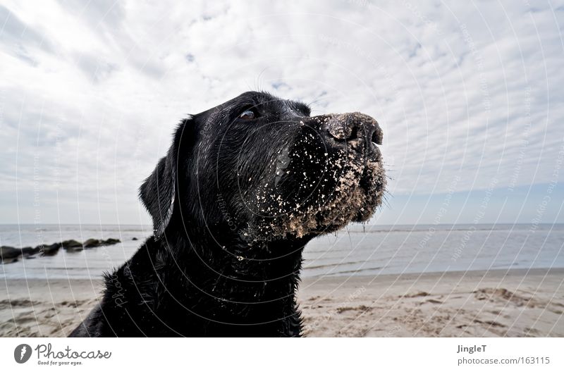 unbändige freude Hund Strand Ameland Insel Labrador Blick intensiv wach träumen Freude Küste Säugetier Denken sehnsuchtsvoll fast menschlich Profil Traurigkeit