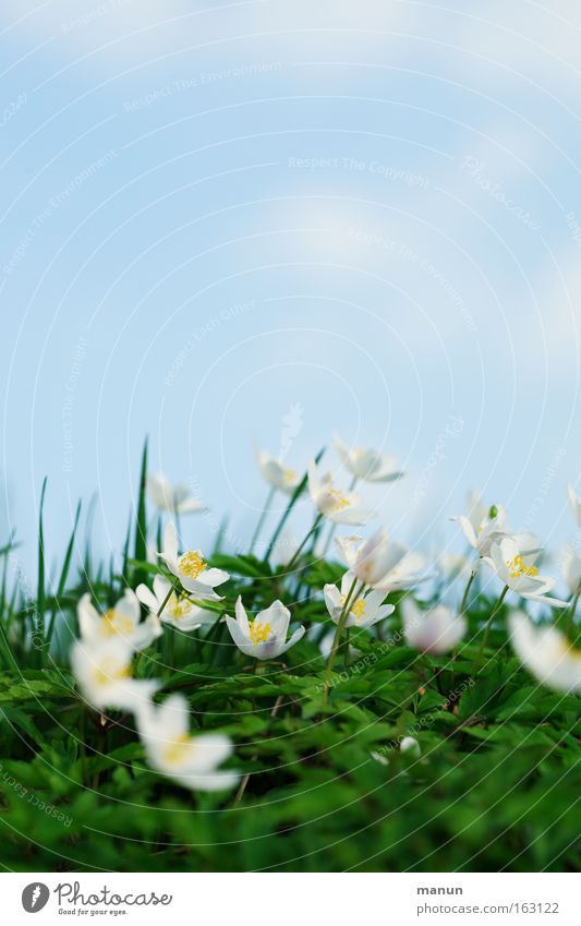 Frühlingszeit Gruß Zusteller frisch hell Schönes Wetter Fröhlichkeit Anemonen Hintergrundbild Wiese Waldblume Blume Blüte schön