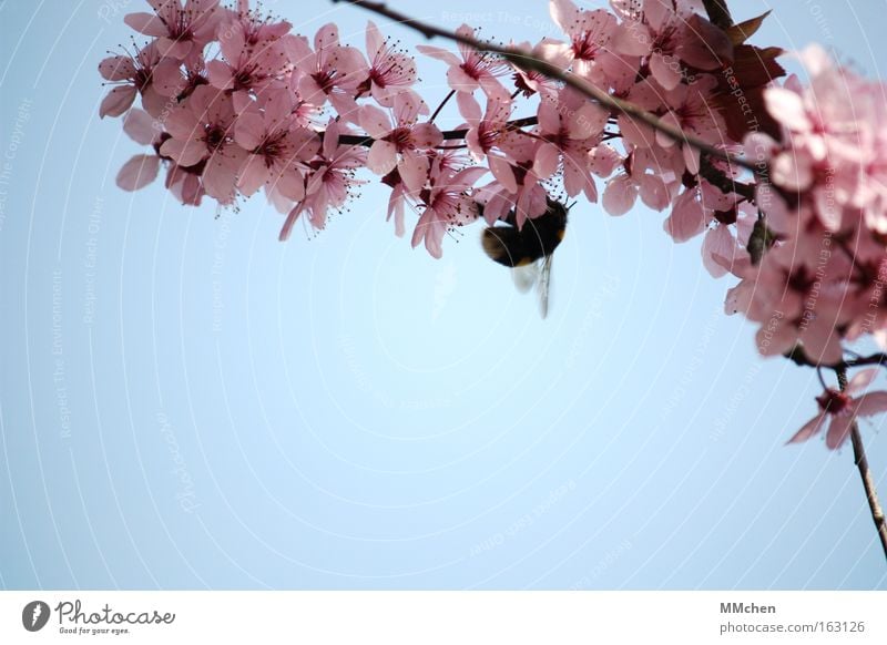 Natürliche Befruchtung Frühling Blüte Blühend Baum Ast Hummel Nektar Summen Himmel azurblau rosa